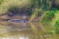 Hippo Hippopotamus amphibius in river in Serengeti National Park, Tanzania. Wildlife of Africa Royalty Free Stock Photo