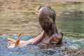 Hippo (Hippopotamus amphibius) Royalty Free Stock Photo