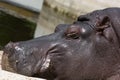 Hippo (Hippopotamus amphibius) Royalty Free Stock Photo