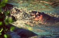 Hippo, hippopotamus fight in river. Serengeti, Tanzania, Africa Royalty Free Stock Photo