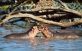 Hippo, hippopotamus fighting in river. Serengeti, Tanzania, Africa Royalty Free Stock Photo