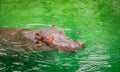 Hippo or Hippopotamus in green water. Royalty Free Stock Photo
