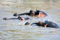 Hippo, hippopotamus group in river. Serengeti, Tanzania, Africa Royalty Free Stock Photo