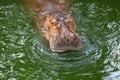 Hippo / The hippopotamus, or hippo, mostly herbivorous mammal in Royalty Free Stock Photo