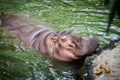 hippo / The hippopotamus, mostly herbivorous mammal in sub-Saharan Africa. Royalty Free Stock Photo