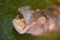 Hippo Hippopotamus open its mouth