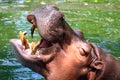 Hippo, Hippopotamus open mouth, Hippopotamus in water close up