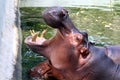 Hippo, Hippopotamus open mouth, Hippopotamus in water close up Royalty Free Stock Photo
