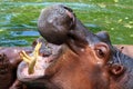 Hippo, Hippopotamus open mouth, Hippopotamus in water close up Royalty Free Stock Photo