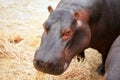 Hippo hippopotamus portrait