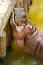 Hippo Hippopotamus relaxing