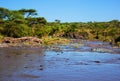 Hippo, hippopotamus in river. Serengeti, Tanzania, Africa