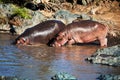 Hippo, hippopotamus in river. Serengeti, Tanzania, Africa Royalty Free Stock Photo