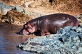 Hippo, hippopotamus in river. Serengeti, Tanzania, Africa Royalty Free Stock Photo