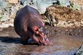 Hippo, hippopotamus in river. Serengeti, Tanzania, Africa Royalty Free Stock Photo