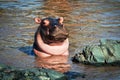 Hippo, hippopotamus in river. Serengeti, Tanzania, Africa Royalty Free Stock Photo