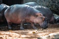 Hippo, hippopotamus in Trivandrum Zoo, Kerala, India