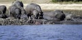 Hippo, Hippoptamus South Africa, family of hippos, in a group,
