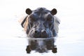 Hippo - Hipppotamus - closeup of Hippo in river in Botswana