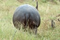 Hippo - Hipppotamus - backside in grass in Botswana, Africa
