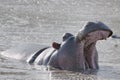 Hippo - Hipppotamus - mouth wide opened lying in water in Tanzania, Africa