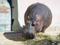 Hippo Royalty Free Stock Photo