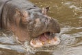 Hippo Royalty Free Stock Photo