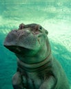 Hippo inside water