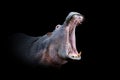 Hippo isolated on black background Royalty Free Stock Photo