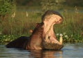 Hippo with its mouth open Royalty Free Stock Photo