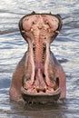 Hippo with open mouth, Masai Mara, Kenya Royalty Free Stock Photo