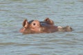 Hippo, Lake Chamo, Ethiopia, Africa Royalty Free Stock Photo