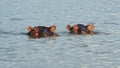 Hippo, Lake Chamo, Ethiopia, Africa Royalty Free Stock Photo