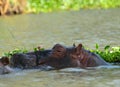 Hippo, Lake Naivasha, Kenya