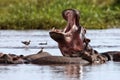 Hippo is in the lake and yawns Royalty Free Stock Photo