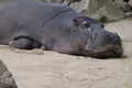 Hippo sleepy lying on sand Royalty Free Stock Photo