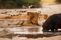 Hippo and lion stalemate Royalty Free Stock Photo