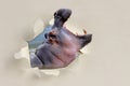 Hippo looking through a hole torn the paper