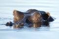 A hippo looking just above water level. Royalty Free Stock Photo