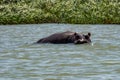 Hippo looking out of the water in lake Tana, Ethiopia