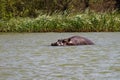 Hippo looking out of the water in lake Tana, Ethiopia