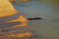 The Hippo mammal relaxing in the river in Kruger National Park in South Africa