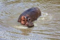 An hippo at the masai mara national park kenya Royalty Free Stock Photo