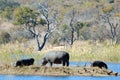 Hippo Mother and Babies Royalty Free Stock Photo