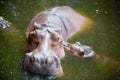 Hippo, mother and baby. Hippopotamus in zoo in Thailand. Royalty Free Stock Photo