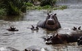 A hippo mother and its baby looking up Royalty Free Stock Photo