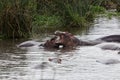 A hippo mother nursing its baby Royalty Free Stock Photo