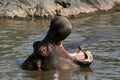 Hippo Mouth Wide Open in Africa Royalty Free Stock Photo