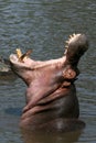 Hippo Mouth Wide Open in Africa Royalty Free Stock Photo