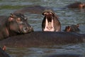 Hippo Mouth Wide Open in Africa Royalty Free Stock Photo